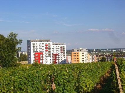 Rača Vineyards