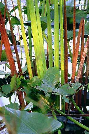 Ten Mile Creek Water Preserve