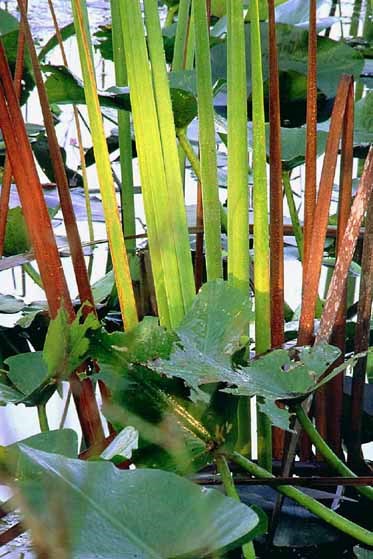 Ten Mile Creek Water Preserve